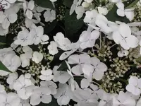 Bild 027.webp