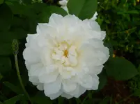 P1060500.webp