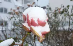 schön29.webp