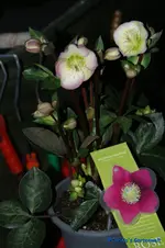 Penny Pink.webp