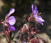 IMG_1006.webp