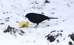 Amsel,Apfel.webp