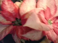 20131216_211426.webp