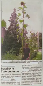 Sonnenblume_Artikel_5,3m.webp