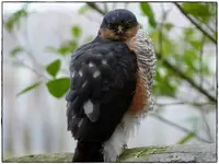 Falke (1).webp
