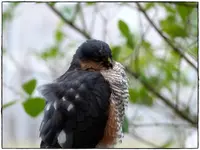 Falke (12).webp