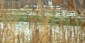 Rehwild verhofft_2500.webp