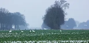 Höckerschwäne3_2500.webp