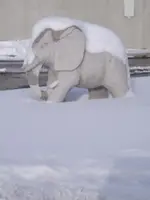elefant.webp