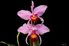 IMG_0738 - Kopie.webp