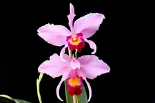 IMG_0739 - Kopie.webp