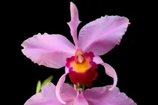 IMG_0741 - Kopie.webp