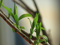 Zylinderputzer treibt aus_1024.webp