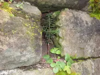 SAM_2854.webp