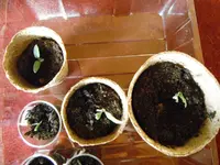 DSCF7095.webp