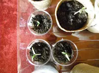 DSCF7096.webp