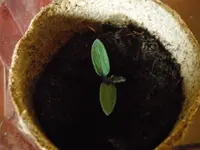DSCF7098.webp