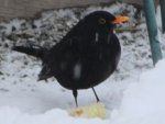 amsel 30.1..jpg