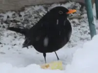 amsel 30.1..webp