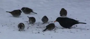 Amsel und spatzen 30.1..webp
