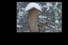 Kohlmeise.webp