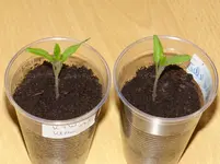 Tomate klein.webp