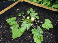 Zucchini1.webp