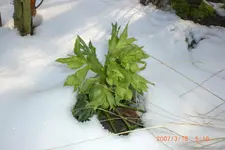 Garten 01 2014 019.webp