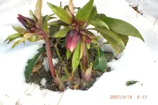 Garten 01 2014 021.webp