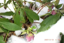 Garten 01 2014 023.webp