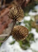 alte Blume.webp