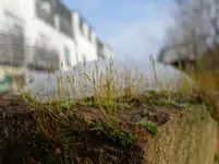 Gras auf Stein.webp