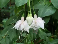 CIMG4898.webp