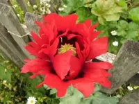 Bild 1753.webp
