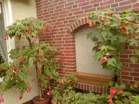 Fuchsien.webp