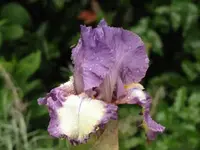 004.webp