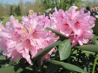 042.webp