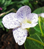Freckles_.webp