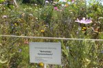 2012_0810Sommer0045.jpg