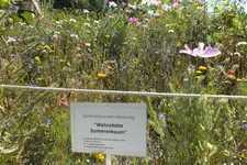 2012_0810Sommer0045.webp