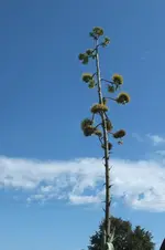 2012_0829Sommer0030.webp