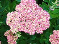 Frauenmantel (2).webp