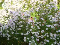 Strahlenaster (2).webp