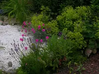 Garten 011.webp