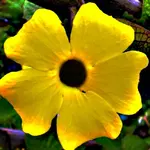 34951cvx.webp