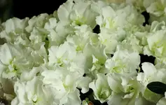 Azalee Flandresse_1280.webp