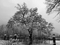 P1050334.webp