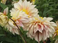 Bild 410.webp