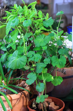 Geranie2_500.webp