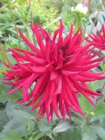 Dahlie rot.webp
